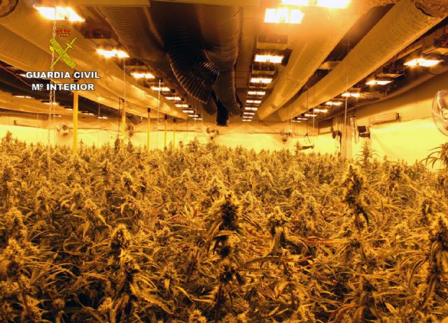 La Guardia Civil desmantela un grupo criminal de ámbito internacional dedicado al cultivo intensivo de marihuana