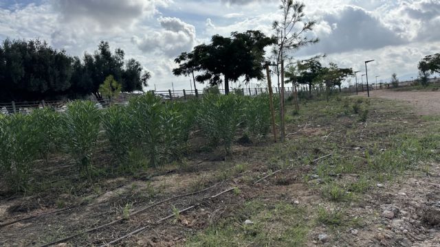 La renaturalización de 1,4 kilómetros de la Rambla Sur de Torre-Pacheco reduce el riesgo de inundaciones para más de 8.600 habitantes