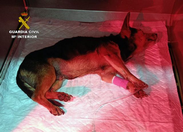 La Guardia Civil investiga a dos personas en Torre Pacheco por delito de maltrato animal