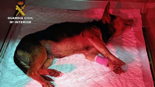 PACMA exige penas de prisión efectivas tras el grave caso de maltrato animal en Torre Pacheco
