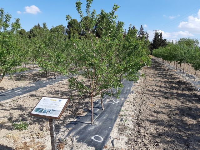 Agricultura desarrolla en Torre Pacheco tres proyectos sobre el almendro como alternativa  ante la escasez de agua