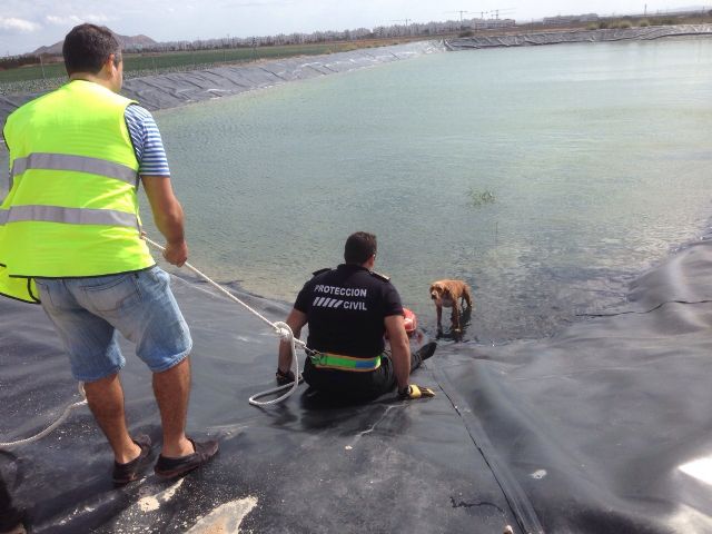 Protección Civil de Torre-Pacheco rescata a un perro de un pantano en Lo Ferro