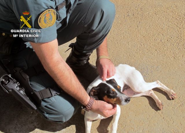 La Guardia Civil detiene a una persona por abandonar tres perros en Torre Pacheco