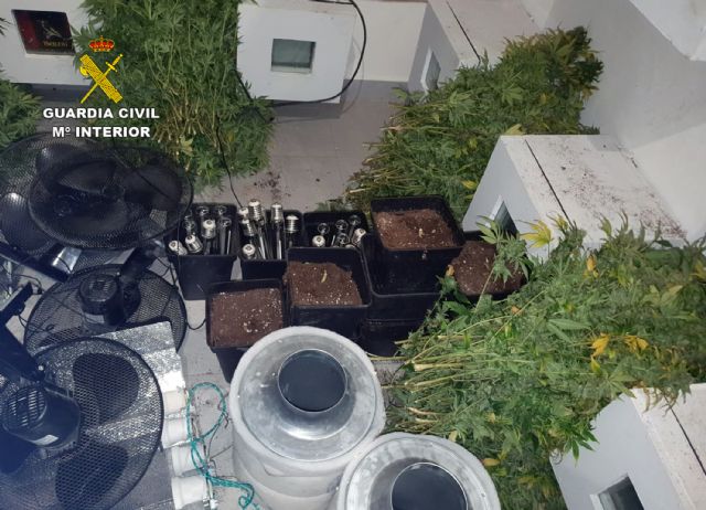 La Guardia Civil desmantela una plantación de marihuana en la pedanía pachequera de Roldán