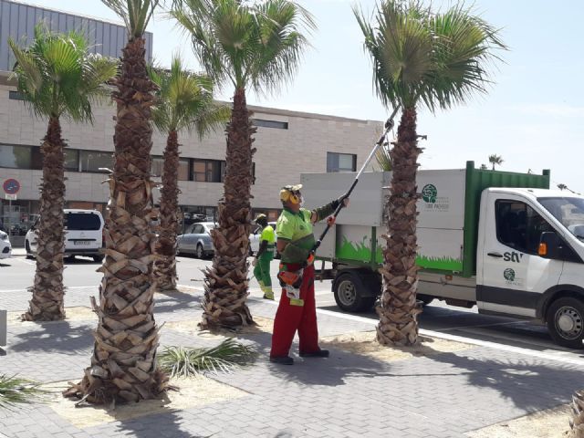 El servicio de jardines de STV Gestión pone en marcha la poda de 445 palmeras en los parques y calles de Torre Pacheco