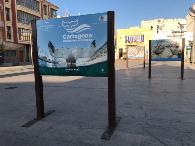 La Exposición 'Cartagena, naturaleza sumergida', se encuentra ubicada en la plaza del Ayuntamiento de Torre Pacheco